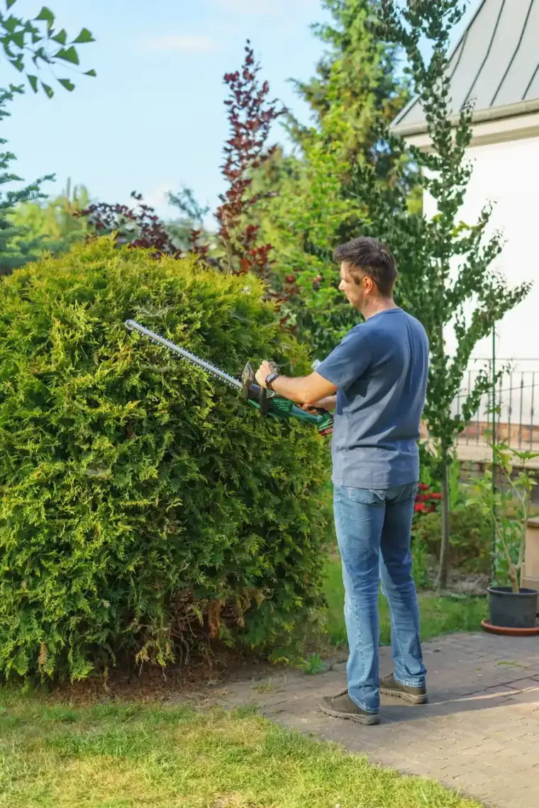 Crew trimming an evergreen hedge in a residential yard
