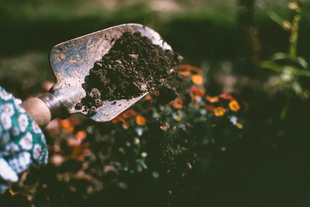 Hand trowel turning soil in a planted flower bed